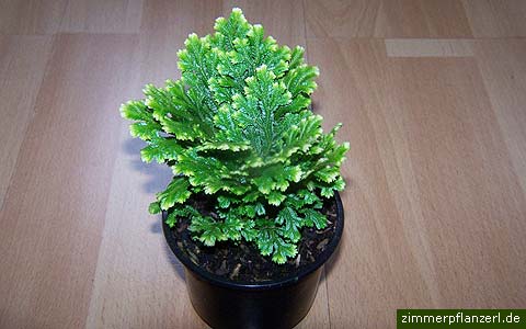 سلاژینلا اپودا